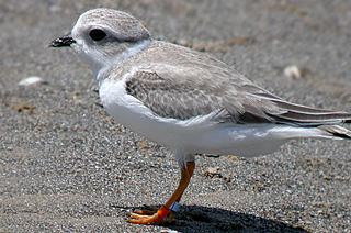 PIPING PLOVER