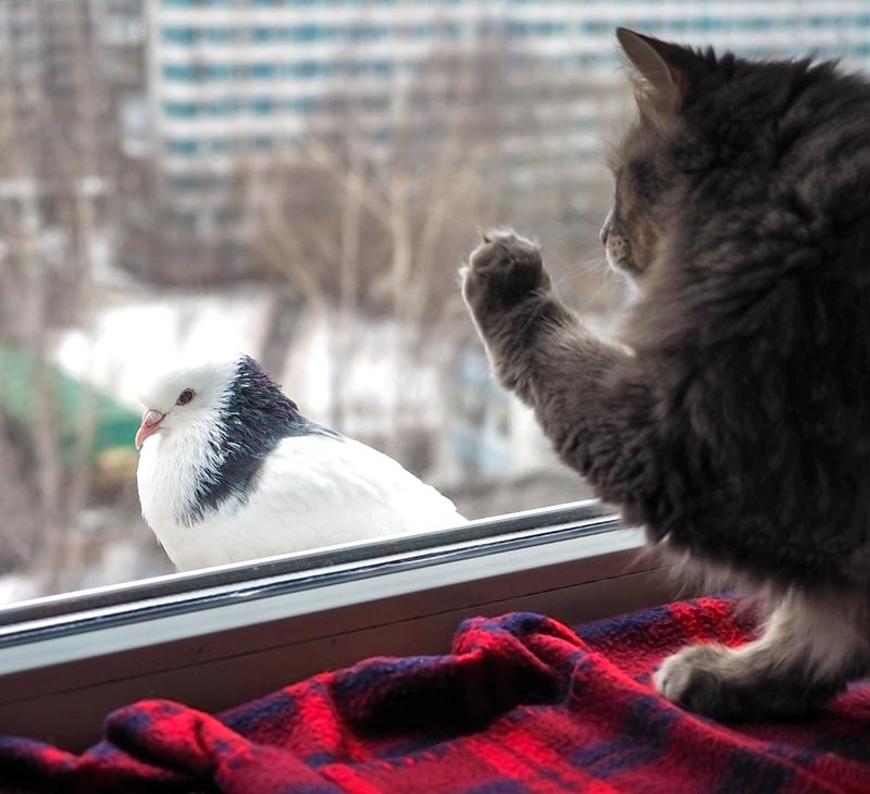 Cat pawing at a window with a pigeon outside