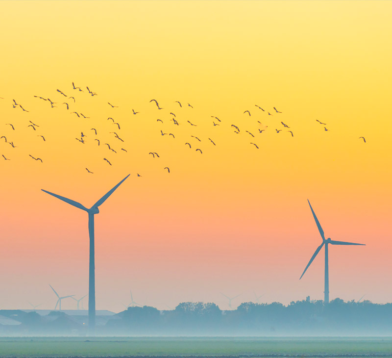 Flock of birds by wind turbines