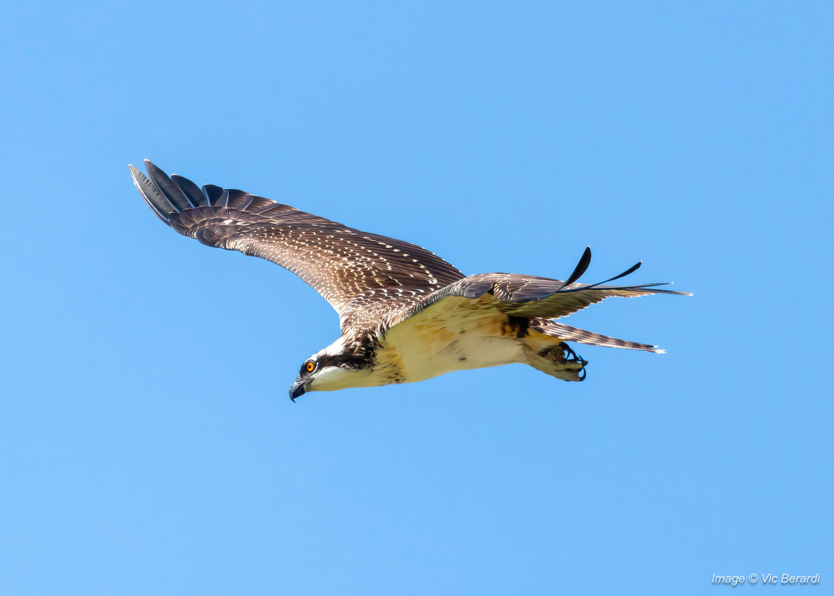 Osprey. Copyright Vic Berardi.